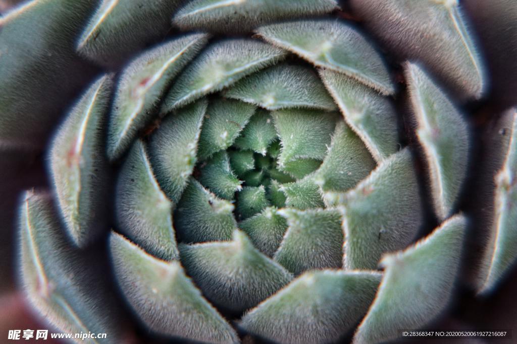 绿色植物