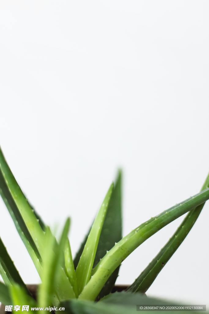 绿色植物