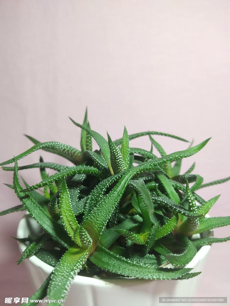 绿色植物