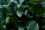 绿色植物