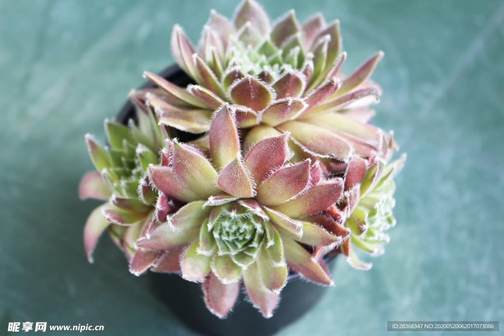 绿色植物 多肉植物 多肉