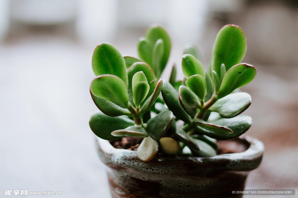 绿色植物