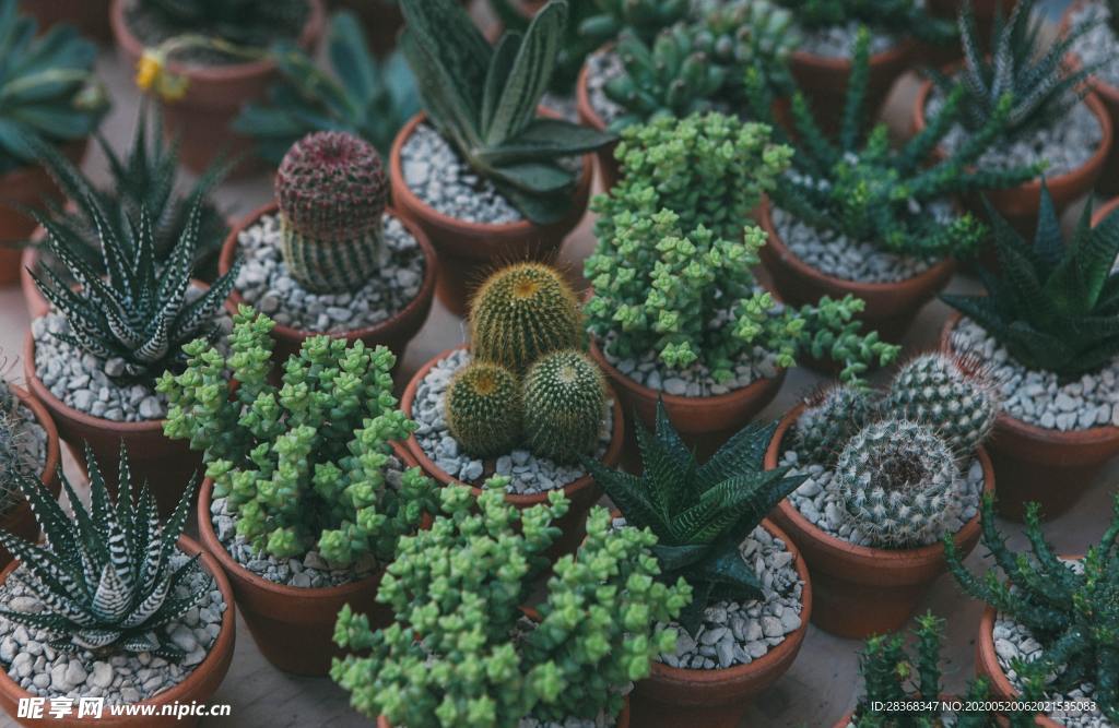 绿色植物
