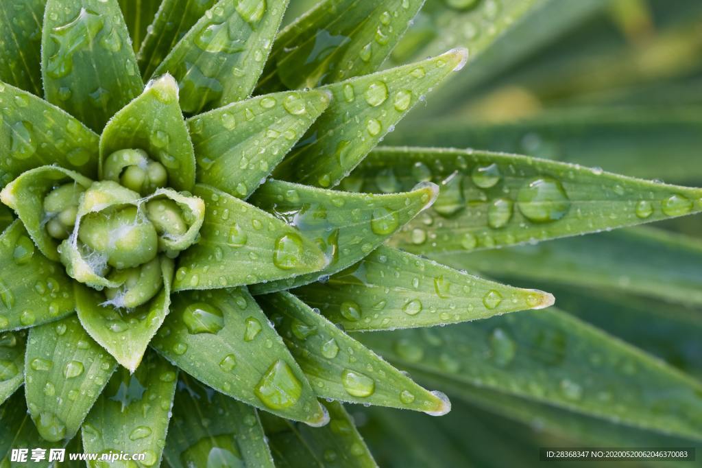 绿色植物