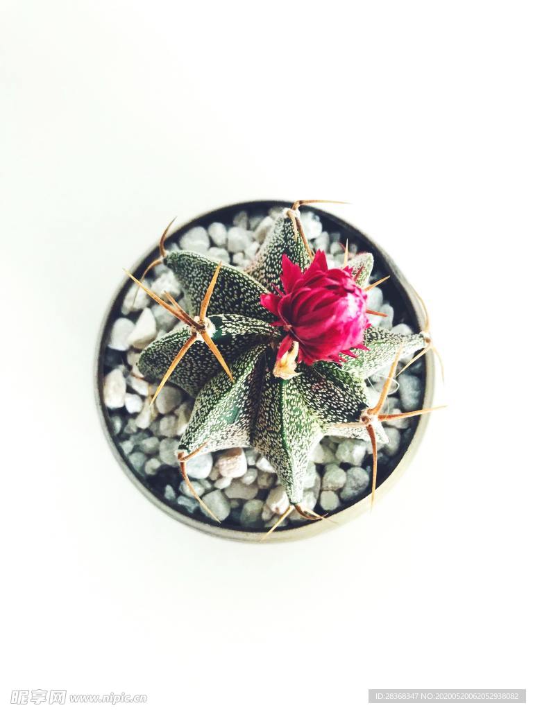 绿色植物