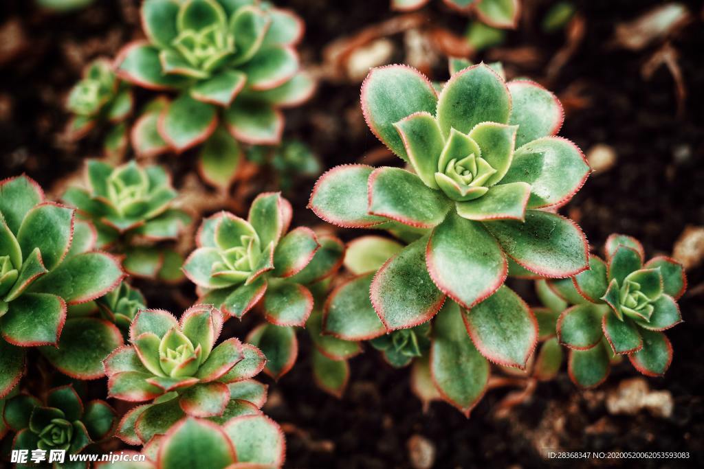 绿色植物