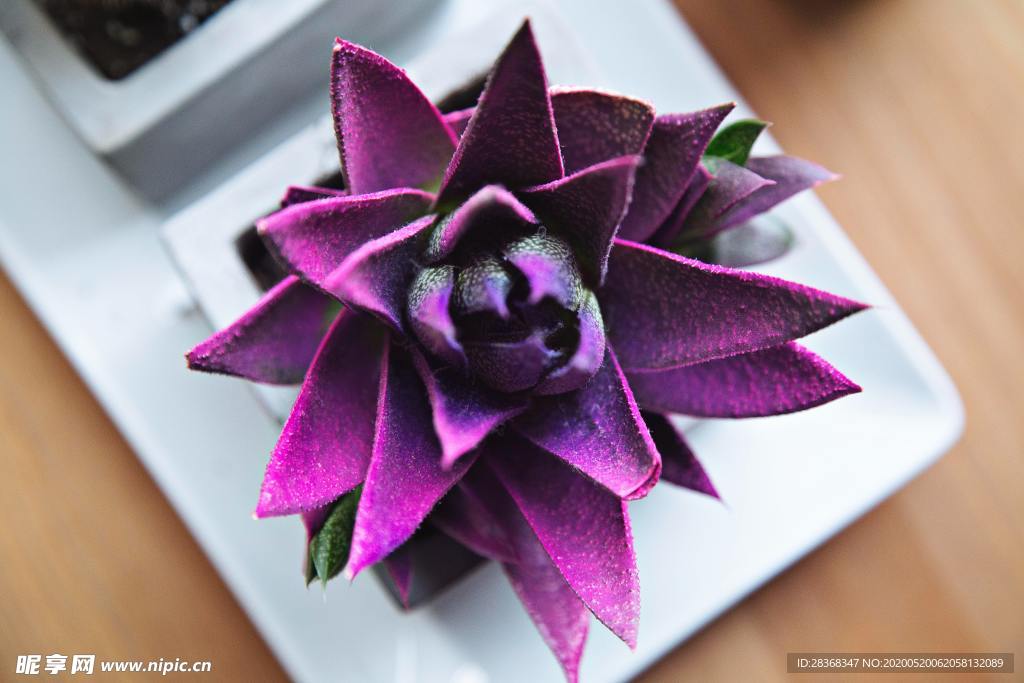 绿色植物