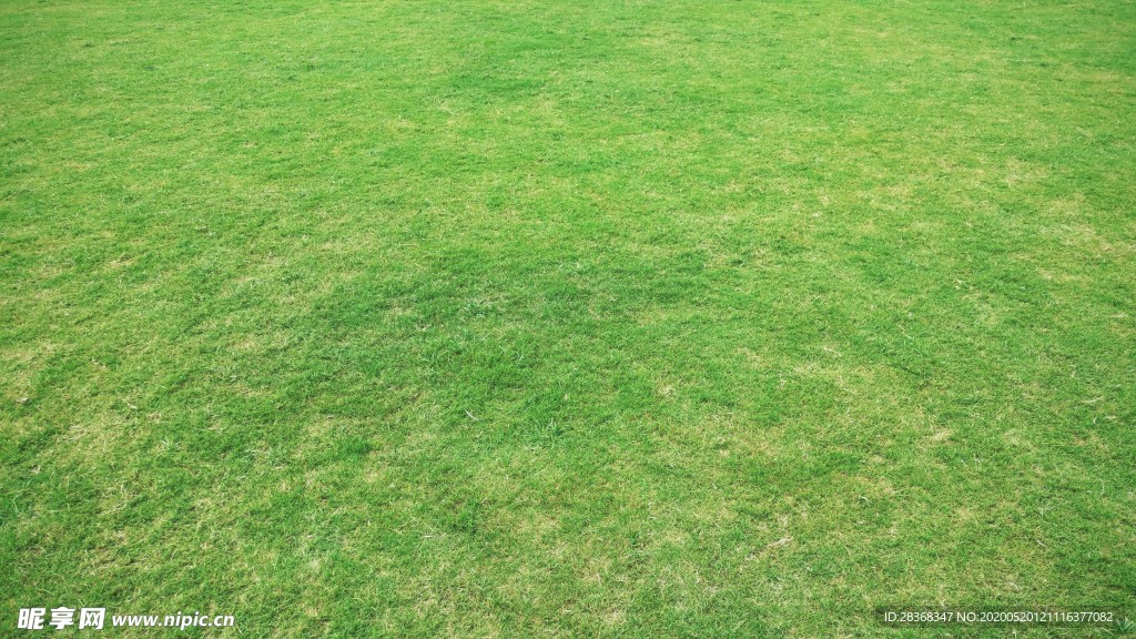 草地