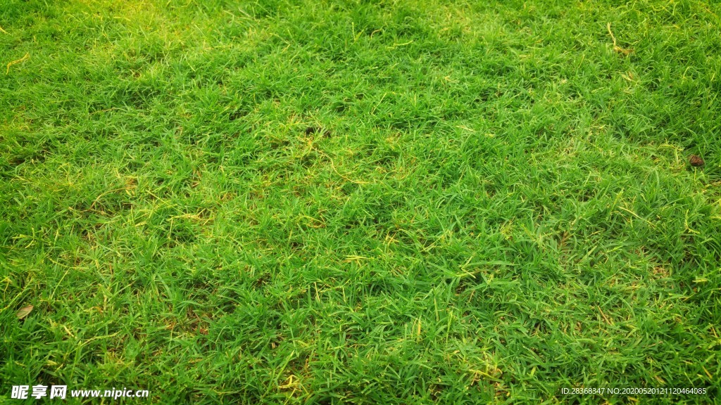 草地