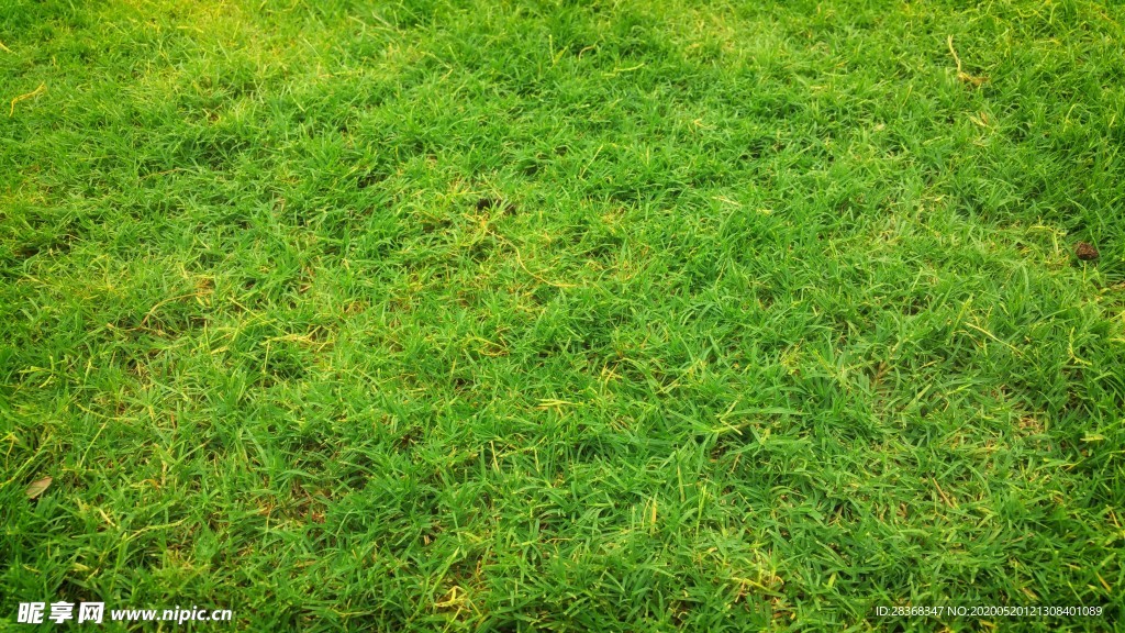 草地