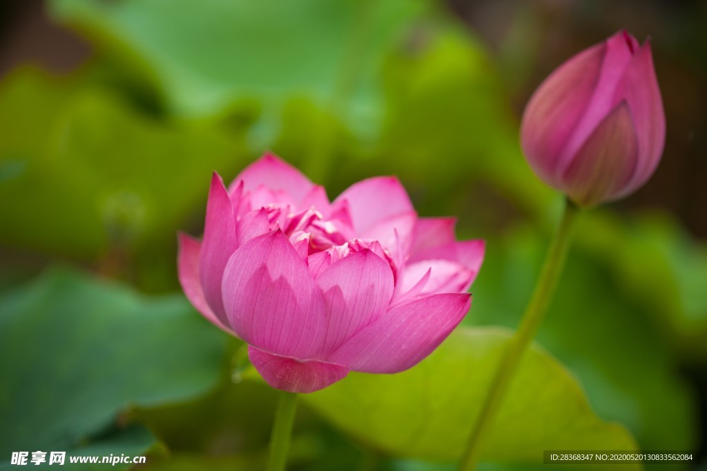 荷花
