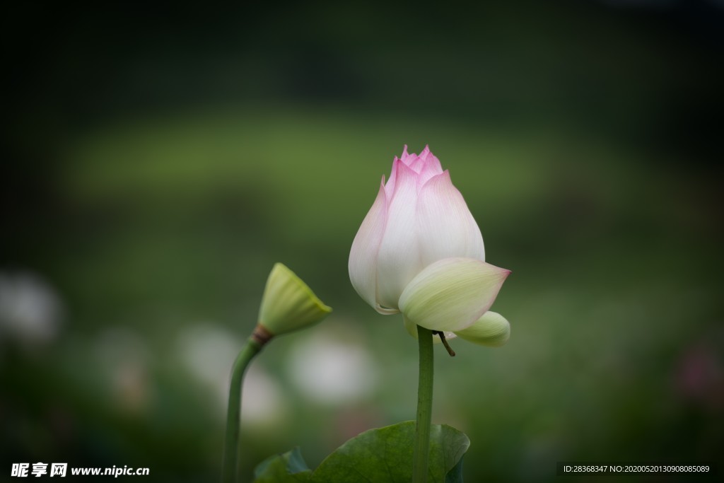 荷花