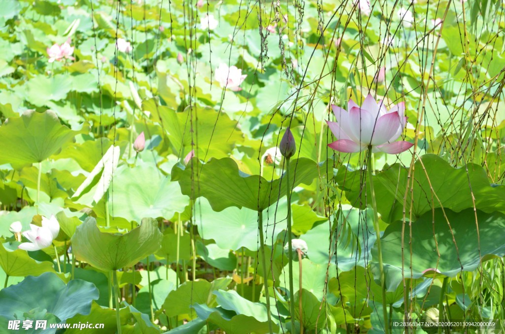 荷花