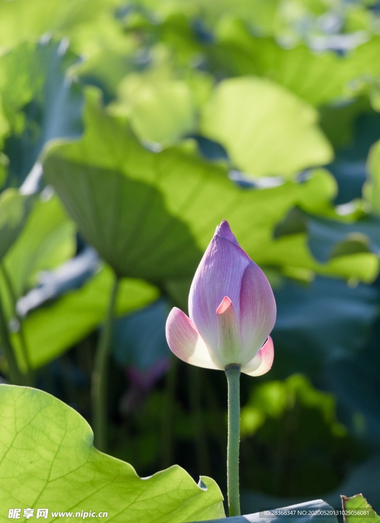 荷花