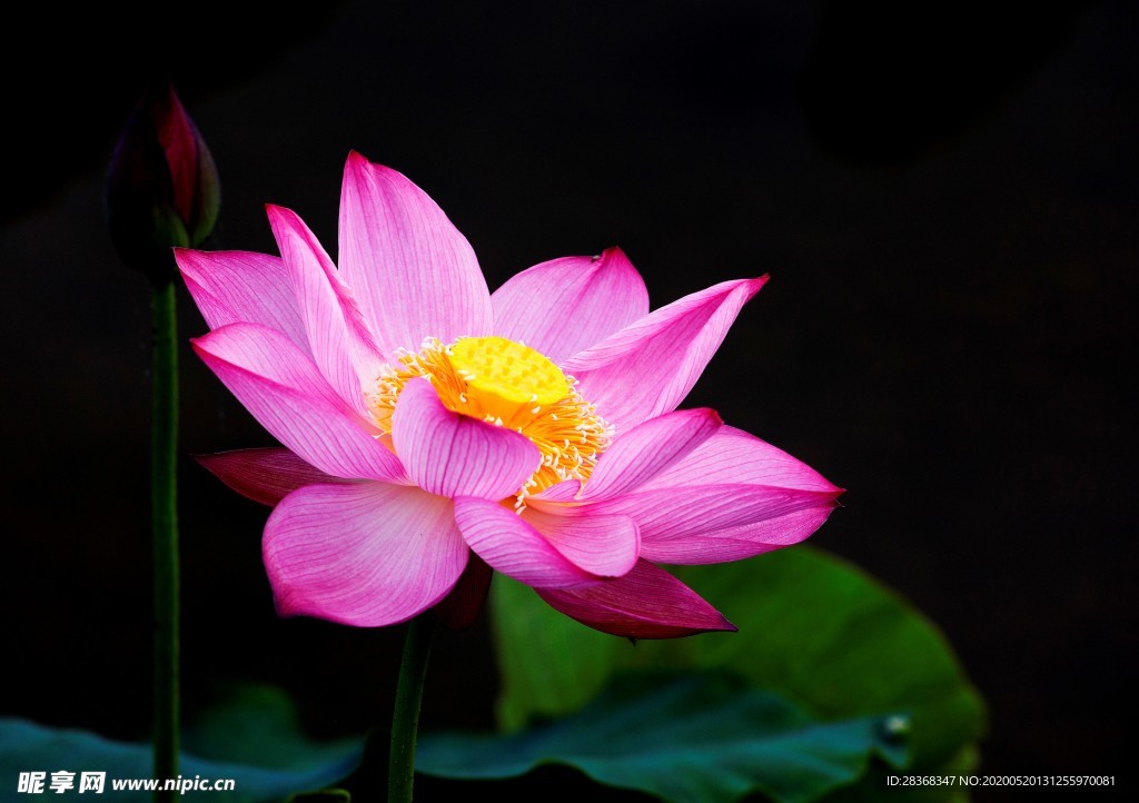 荷花