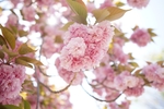 樱花 春天