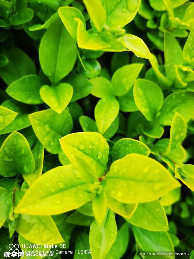 绿色植物