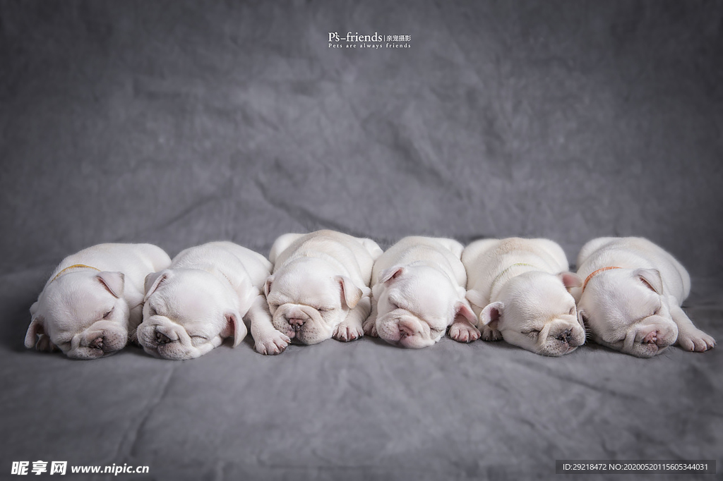哈巴狗 斗牛犬 可爱 狗子 布