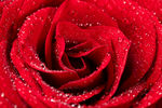 鲜红玫瑰花朵特写