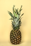 菠萝