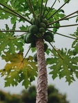木瓜