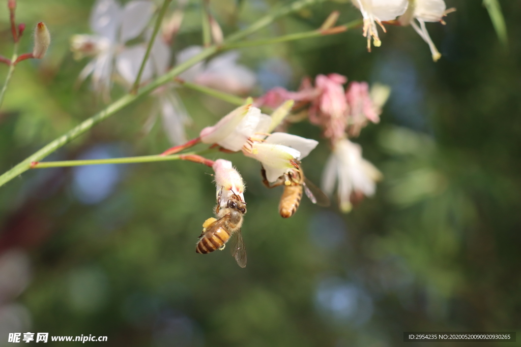 两只蜜蜂采花