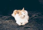 可爱的猫咪