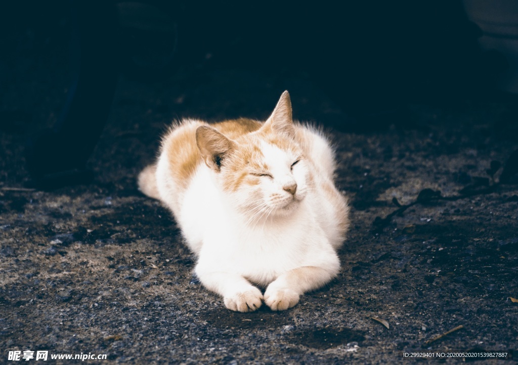 可爱的猫咪