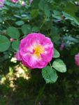 鲜花夏日