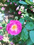 鲜花