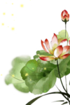 手绘荷花素材