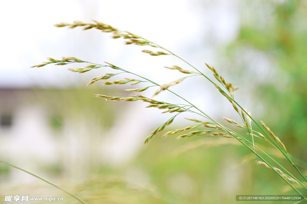 高羊茅