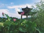 荷花亭