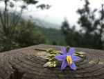 山菅花