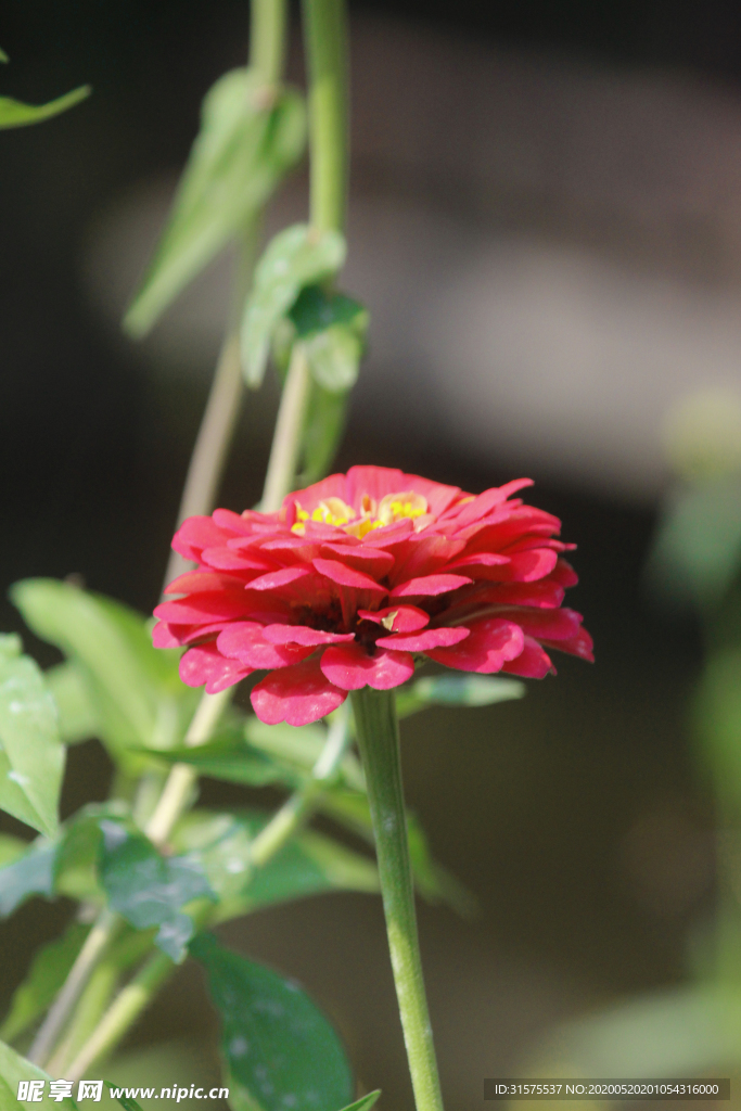 百日菊