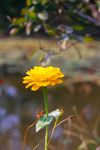 百日菊