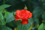 月季花
