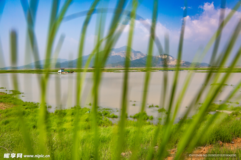 鄱阳湖 鞋山 湖 草地 树 远