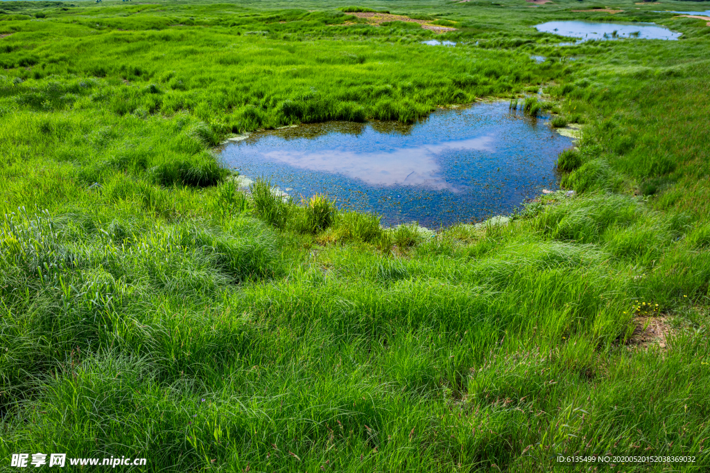 鄱阳湖  水草  湖  草地