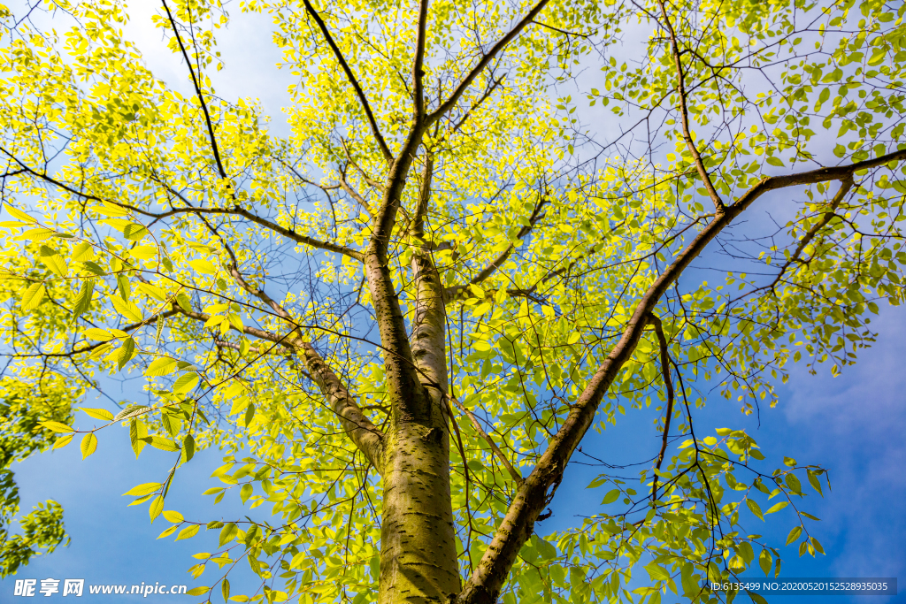 树 绿树 蓝天 阳光 绿叶