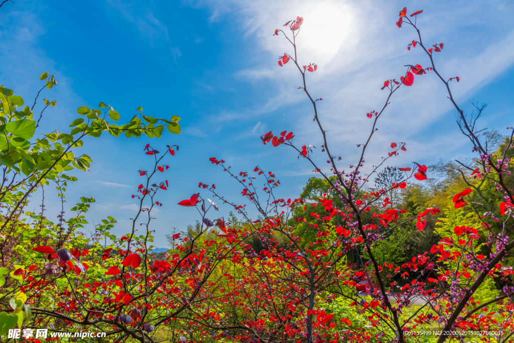植物园风景