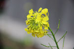 油菜花