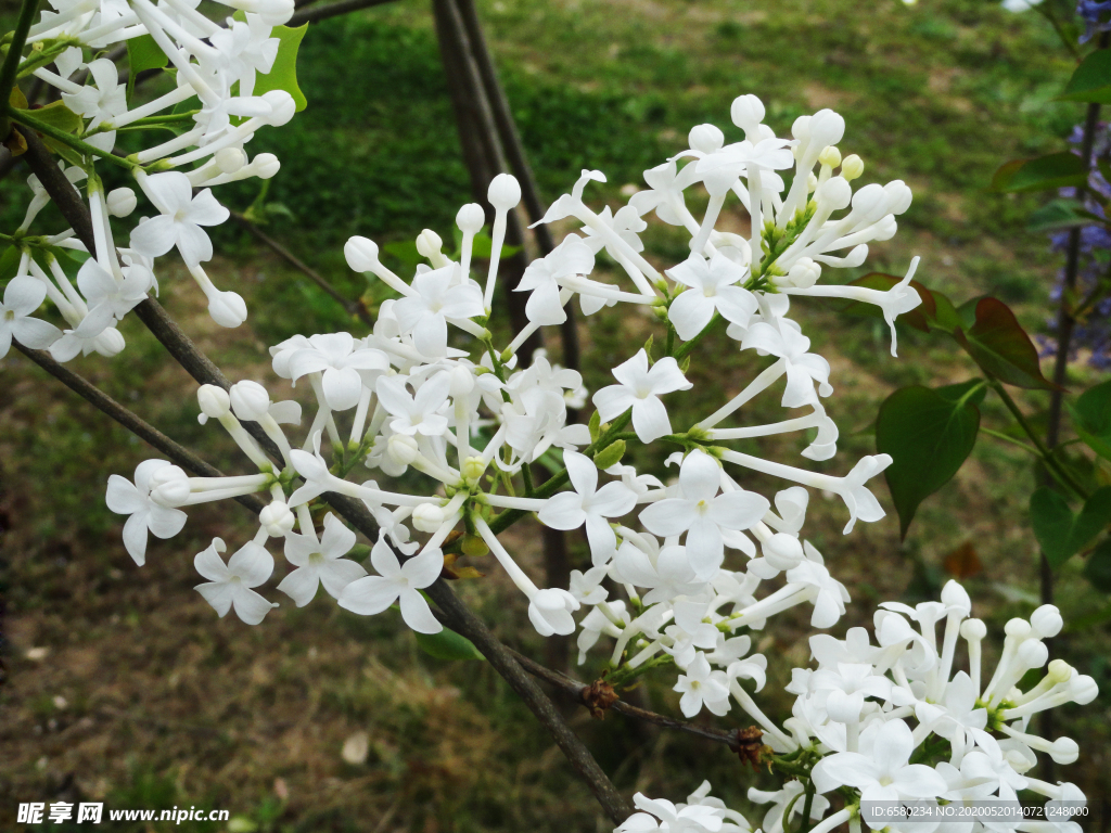 丁香花