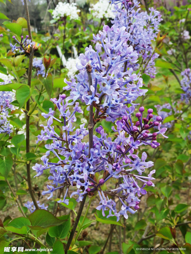 紫丁香花