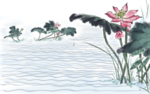 手绘荷花插画