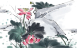 手绘荷花插画