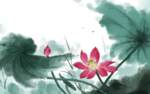手绘荷花插画