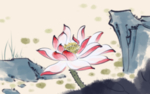 手绘荷花插画