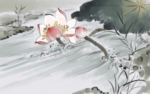荷花插画