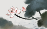 荷花插画